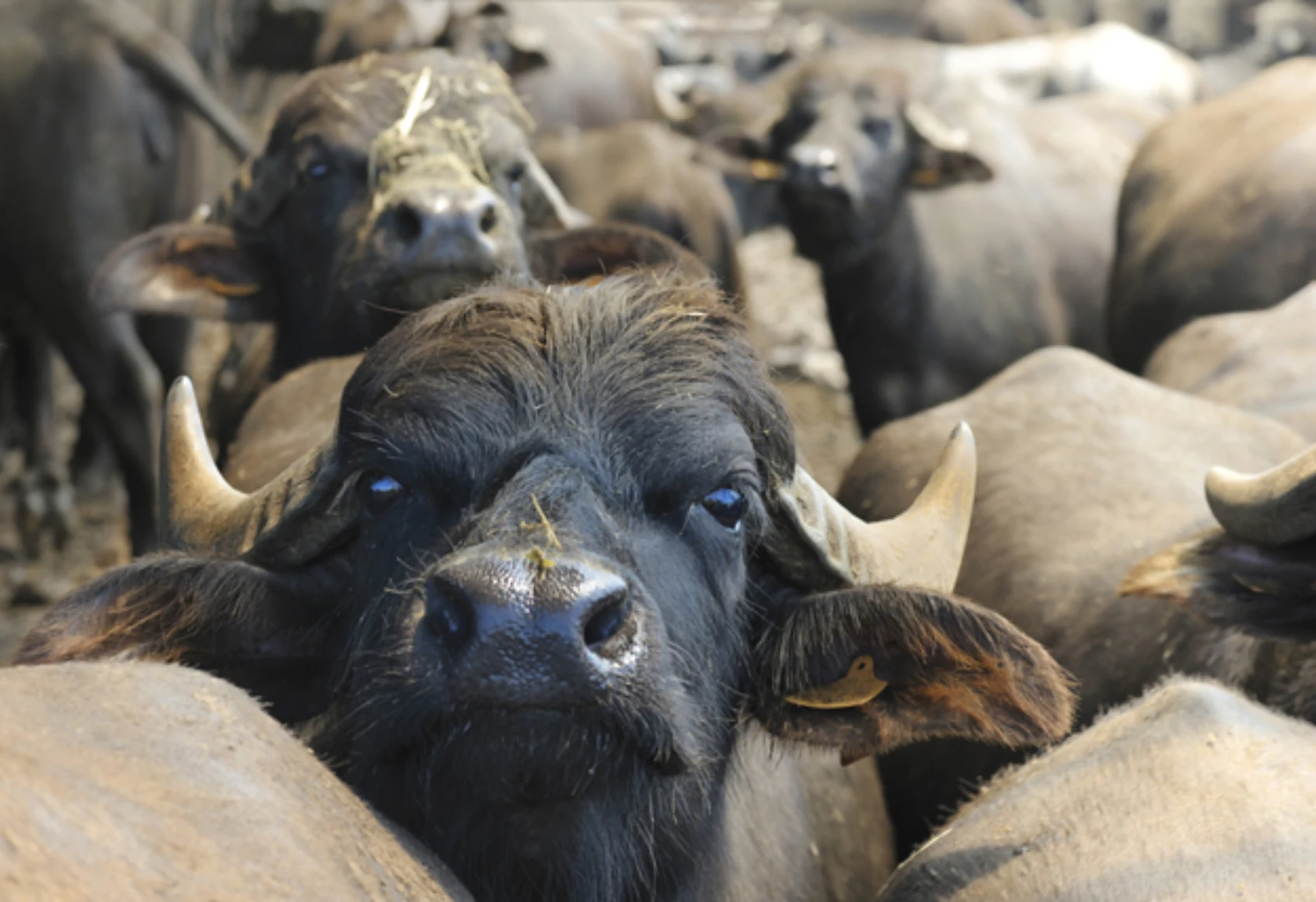 Buffalo herd representing the product sourcing context